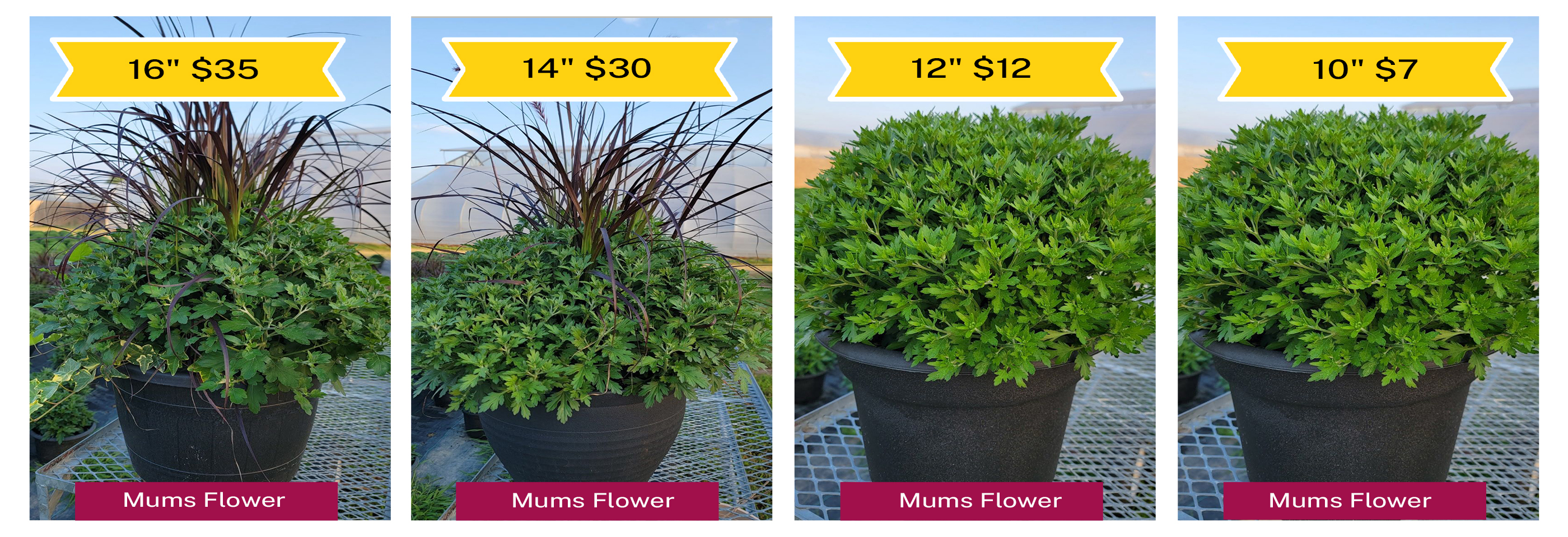 mums-flower-banner2.jpg